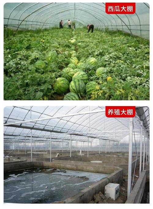 花卉大棚食用菌膜钢架弧形遮光种植场圈舍的全部信息,产品价格为19