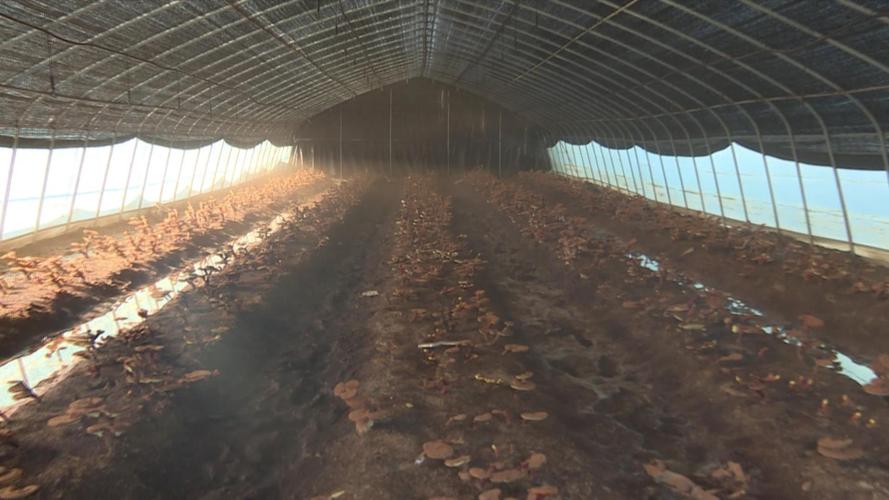 "下一步,园区将打造渭北食用菌明星产业园,新建3200平方米工厂化出菇