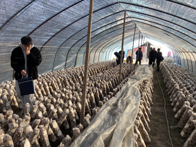 安徽歙县:验收食用菌奖补项目建设完成情况